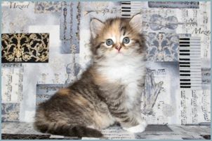 Female Siberian Kitten from Deedlebug Siberians